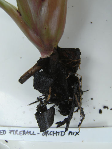 closeup of plant roots
